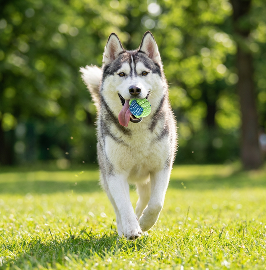 PlayPaw Rope Ball